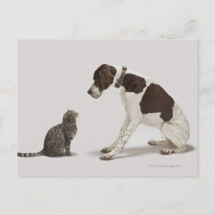 Pointer looking down at cat postcard