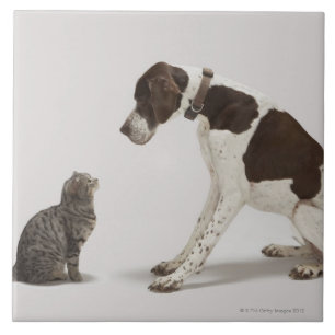 Pointer looking down at cat tile