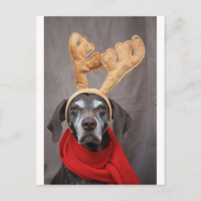 pointer reindeer postcard (Front)
