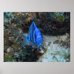 Pointing the Way Poster