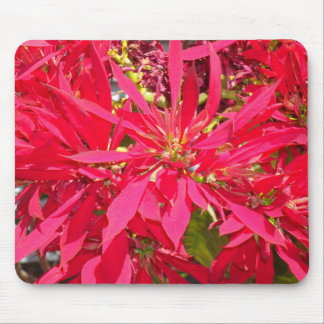 Pointsettias in San Diego Mouse Mat