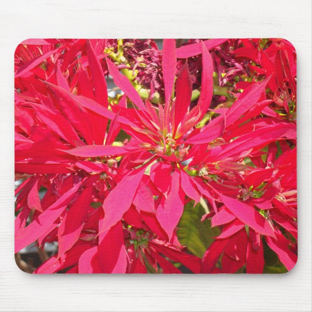 Pointsettias in San Diego Mouse Mat (Front)