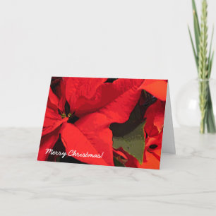 Pointsettis Christmas Holiday Card