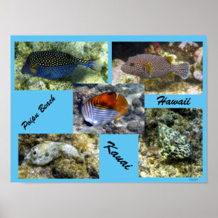 Poipu Snorkelling Poster
