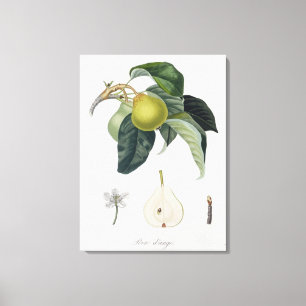 Poire d'ange, engraved by Bocourt, published 1755 Canvas Print