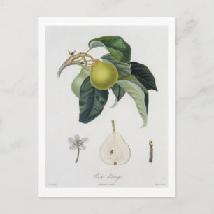 Poire d'ange, engraved by Bocourt, published 1755 Postcard