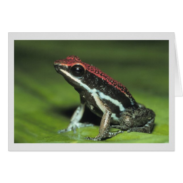 Poison Dart Frog (Front Horizontal)