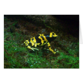 Poison Dart Frog