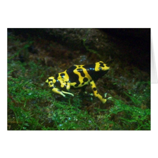 Poison Dart Frog (Front Horizontal)