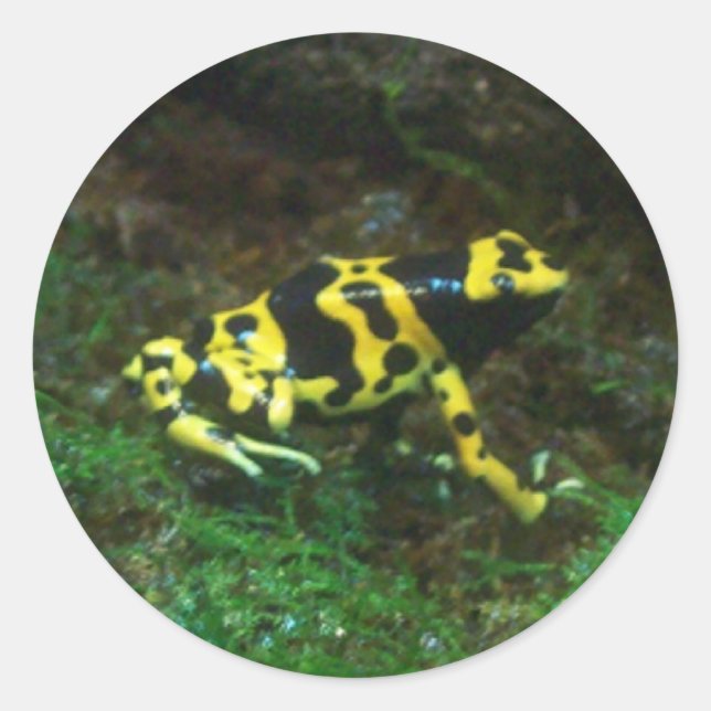 Poison Dart Frog Classic Round Sticker (Front)
