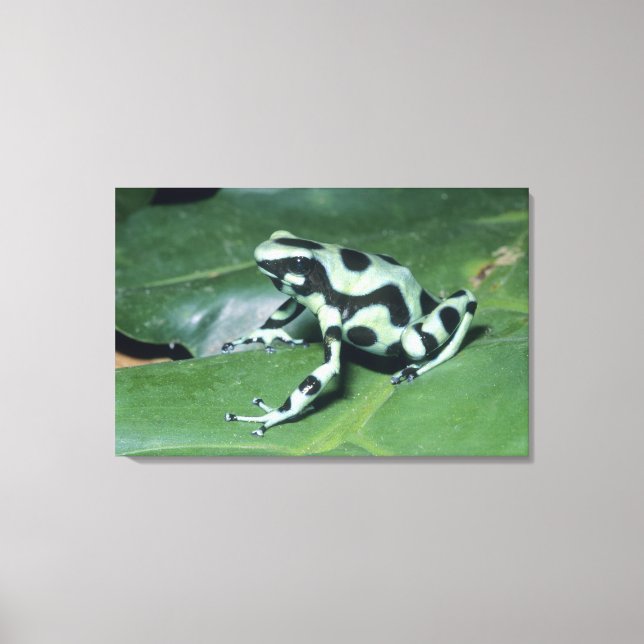 Poison Dart Frog, (Dendrobates auratus) Cahuita Canvas Print (Front)