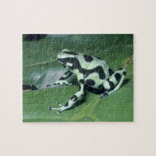 Poison Dart Frog, (Dendrobates auratus) Cahuita Jigsaw Puzzle