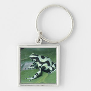 Poison Dart Frog, (Dendrobates auratus) Cahuita Key Ring
