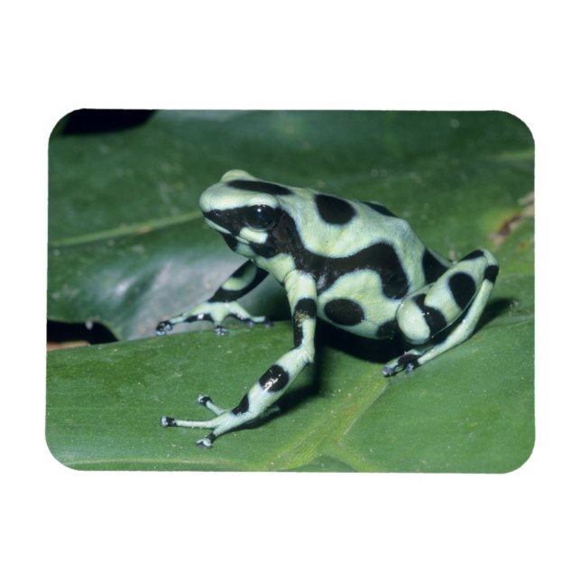 Poison Dart Frog, (Dendrobates auratus) Cahuita Magnet (Horizontal)