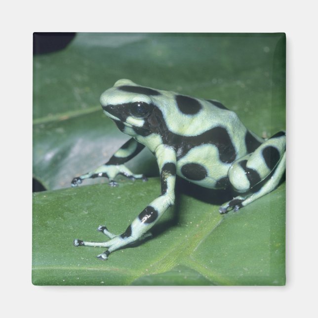 Poison Dart Frog, (Dendrobates auratus) Cahuita Magnet (Front)