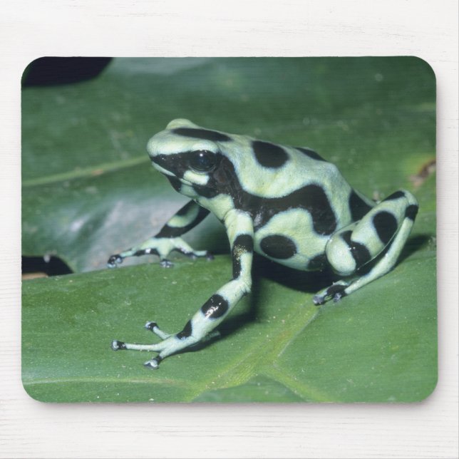 Poison Dart Frog, (Dendrobates auratus) Cahuita Mouse Mat (Front)