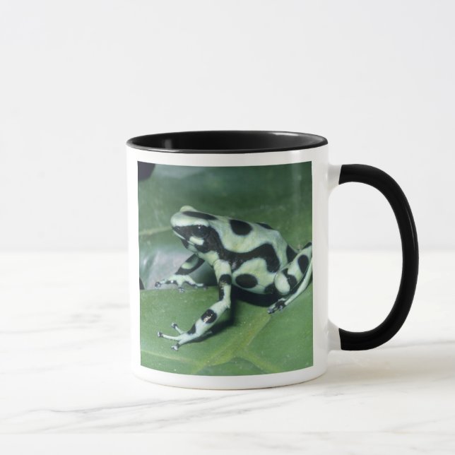 Poison Dart Frog, (Dendrobates auratus) Cahuita Mug (Right)