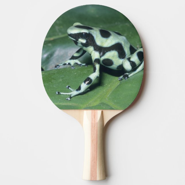 Poison Dart Frog, (Dendrobates auratus) Cahuita Ping Pong Paddle (Front)