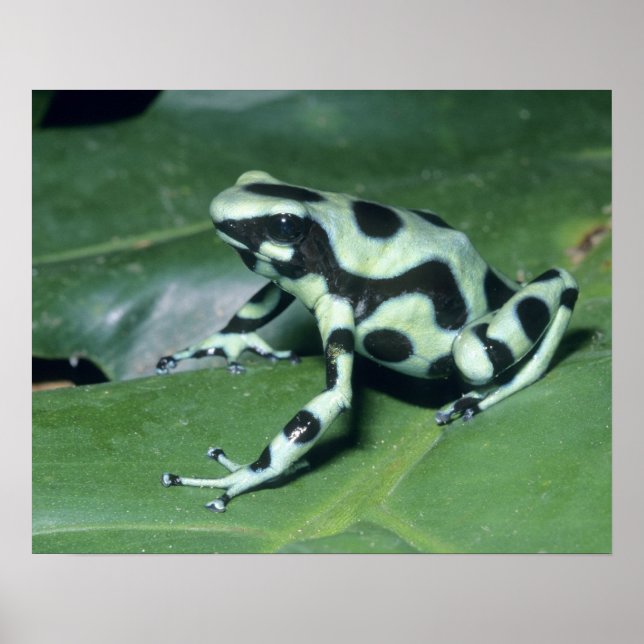 Poison Dart Frog, (Dendrobates auratus) Cahuita Poster (Front)