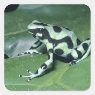 Poison Dart Frog, (Dendrobates auratus) Cahuita Square Sticker