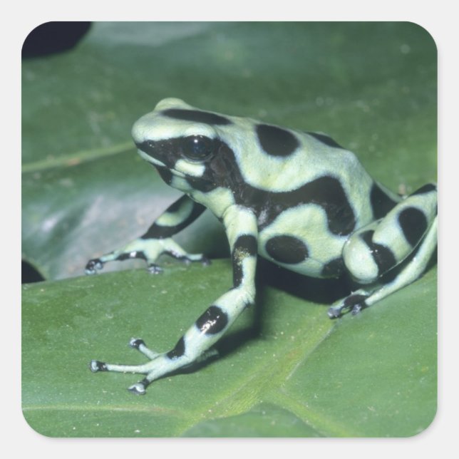 Poison Dart Frog, (Dendrobates auratus) Cahuita Square Sticker (Front)