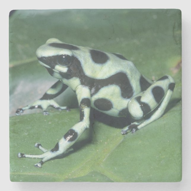 Poison Dart Frog, (Dendrobates auratus) Cahuita Stone Coaster (Front)