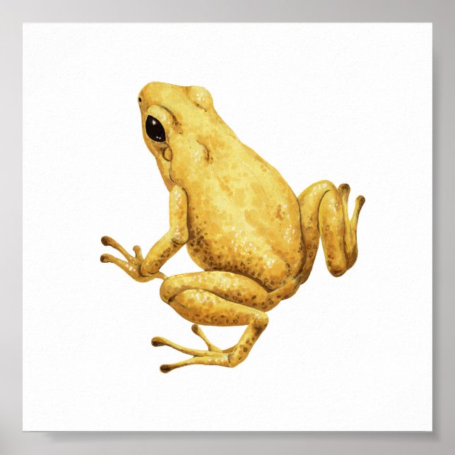 Poison dart frog poster (Front)