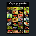Poison dart frog species from the genus Ranitomeya Poster<br><div class="desc">Poison dart frog species from the genus Ranitomeya. Small animals from the Amazon rain forest in Peru,  Ecuador,  Brazil and Colombia</div>
