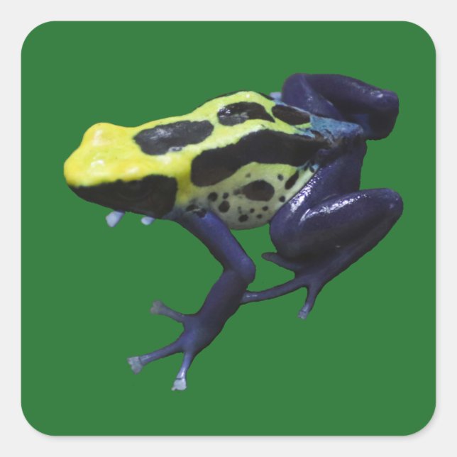 Poison Dart Frog Square Sticker (Front)