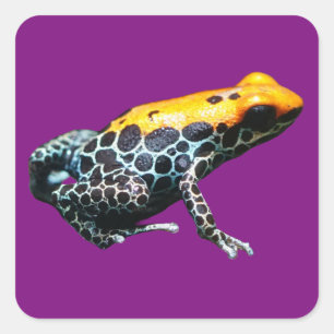Poison Dart Frog Square Sticker