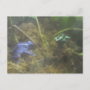 Poison Dart Frogs Postcard