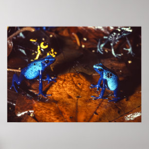 Poison Dart Frogs Poster