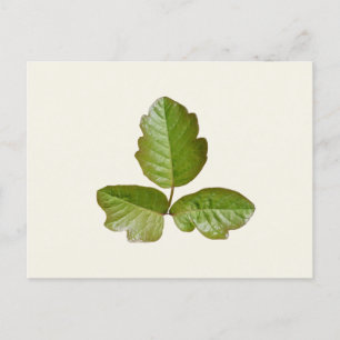 Poison Ivy Leaves - Botanical Poison ivy plant  Postcard