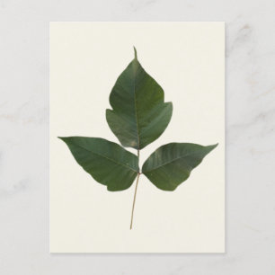 Poison Ivy Leaves - Poison Ivy Green Vine - Real  Postcard