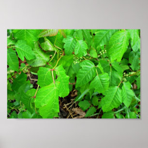Poison ivy poster