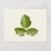 Poison Oak Leaves - Identify itchy plant for hikes