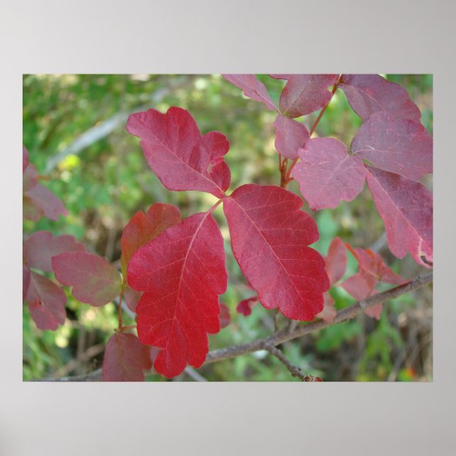 Poison Oak Poster (Front)