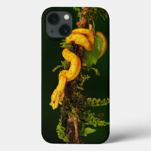Poison Viper Snake from Costa Rica iPhone 13 Case