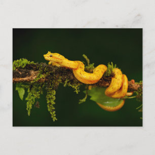Poison Viper Snake from Costa Rica Postcard