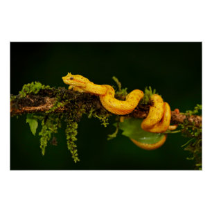 Poison Viper Snake from Costa Rica Poster