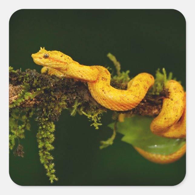 Poison Viper Snake from Costa Rica Square Sticker (Front)