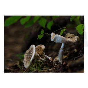 Poisonous Beauty