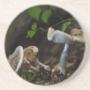 Poisonous Beauty Coaster