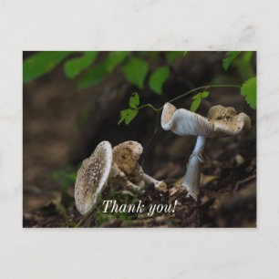 Poisonous Beauty Postcard