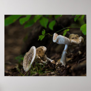 Poisonous Beauty Poster