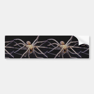 Poisonous menacing recluse spider bumper sticker