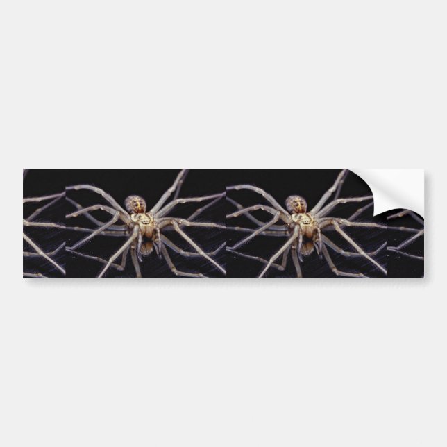 Poisonous menacing recluse spider bumper sticker (Front)