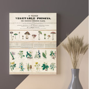 Poisonous Mushrooms Vintage Retro 1840-1850 Poster