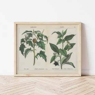 Poisonous Plants Charlotte Mary Yonge Poster