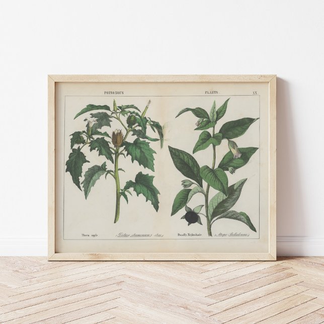 Poisonous Plants | Charlotte Mary Yonge Poster (Creator Uploaded)